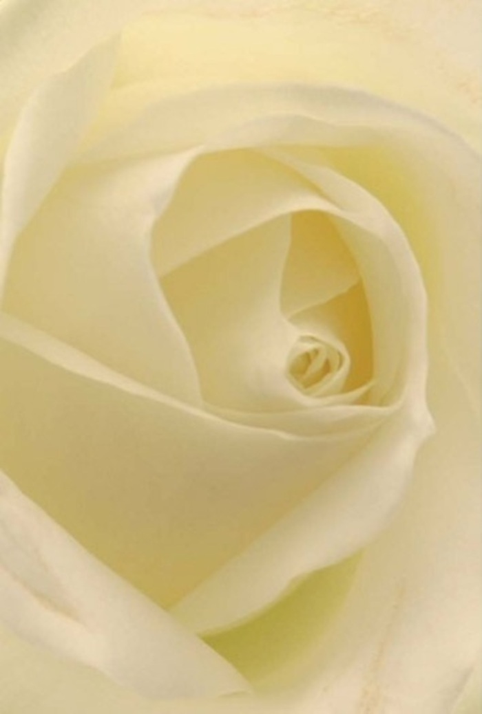With an artist's eye, we look up close at a classic white rose-the layers of its petals spiraling with perfect tranquility, their edges suffused with soft light as though luminous from within. The flower exudes sophistication in every detail: creamy whites and feather-light ivory shades flowing together seamlessly, reminiscent of misty mornings meandering through Sydenham Hill's winding paths. Each petal is a study in balance, matte yet faintly satiny, while gentle shadows gather in each delicate curve to reveal a bloom that's both serene and resilient. This rose makes the perfect gesture for occasions filled with emotion-a quiet apology, a heartfelt anniversary, or an elegant centrepiece for a Sydenham Hill wedding ceremony. The flawless core suggests purity and steadfastness, qualities often celebrated in this local community. As the pale outer petals drift outward in graceful symmetry, the rose seems to radiate a silent, clean fragrance, understated yet ever-present. The composition exemplifies the dedication of a Sydenham Hill florist, artfully curating blooms that speak volumes without a single word-each rose a symbol of sincerity, solace, or new beginnings, thoughtfully hand-delivered to brighten homes and honour shared memories.